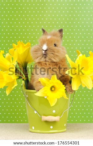A cute gerbil and yellow daffodils in a yellow bucket with a white dotted green background.