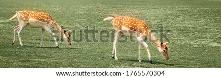 Group of young fallow deer eating grazing grass on summer outdoor. Herd animals dama dama feeding consuming plant food on meadow. Wildlife beauty in nature. Web banner header for website.