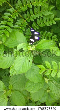 Butterfly  with green leafs in nature 