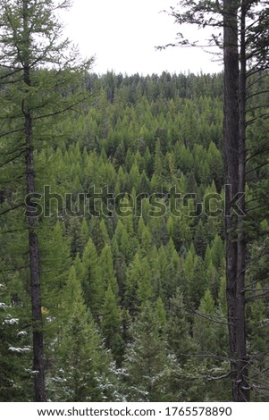 Pine trees in the mountains of Montana