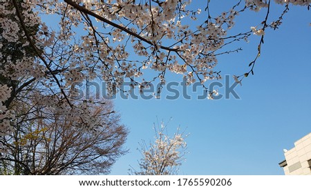 This is a beautiful picture of cherry blossoms. It is the spring flower of Korea. Feel the harmony between the blue sky and the white flowers