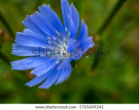 delicate blue flowers of chicory, plants with the Latin name Cichorium intybus, macro