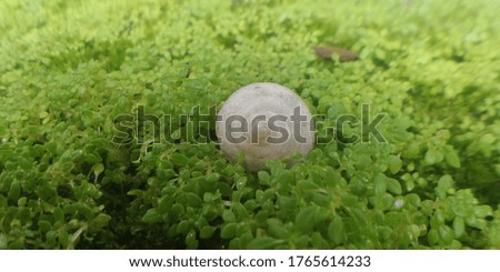 A snail Shell on a patch of Grass