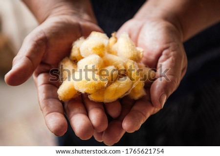 Details of natural shining yellow silk cocoons traditional sericulture of Thai silk making in Countryside Royalty-Free Stock Photo #1765621754