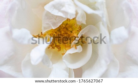 Closeup white wild rose flower. Trendy macro bloom and flowerscape picture. Creative horizontal banner, open composition. Beautiful petals and yellow stamens. Wallpaper and background. Selective focus