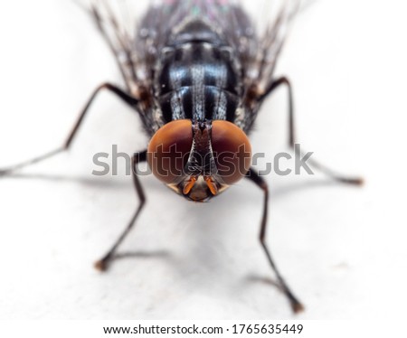 Macro Photography of Housefly on White Floor  Royalty-Free Stock Photo #1765635449