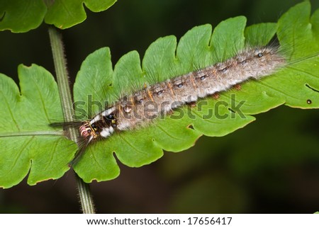 Big caterpillar on fern leaf