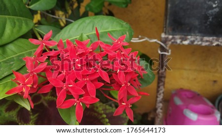 Showcase small red flowers under green leaves