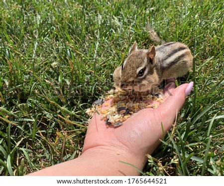 Cute chipmunk eating with big cheeks filled with nuts and seeds being fed by a human hand as a small squirrel.