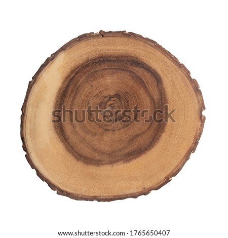 Cross cut section of tree stump on white table flat lay top view. Decorative stock bohemian element for interior isolated on white background. Wooden cut section.