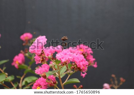 Beautiful pink flower isolated on blurred dark wall background.