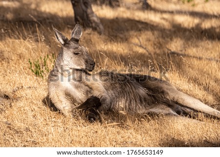 A single kangaroo resting on the ground in the shadow of a tree