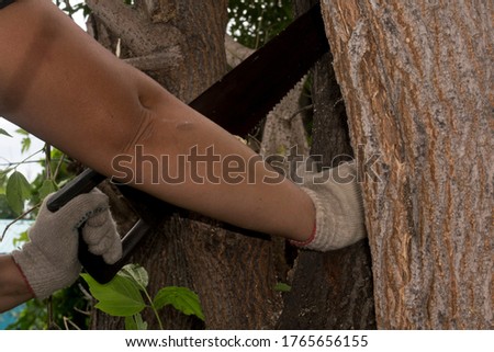 Sawing a tree. Photo for country presentation