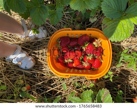 Summer picture with berries and children foots.
