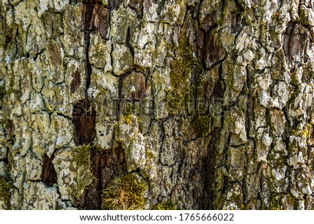 Close-up of an old tree with detailed, beautiful bark in Upper Swabia, Germany