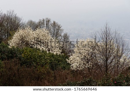 Magnolia flowers in full bloom and the hazy city center