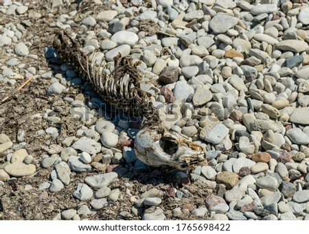 picture with fragments of a dead seal skeleton on a background of pebbles, Baltic Sea coast, Estonia