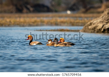 Red crested pochard family or flock floating in blue water of keoladeo landscape. wildlife scenery frame at keoladeo national park or bharatpur bird sanctuary rajasthan india - Netta rufina Royalty-Free Stock Photo #1765709456