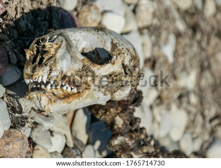picture with fragments of a dead seal skeleton on a background of pebbles, Baltic Sea coast, Estonia