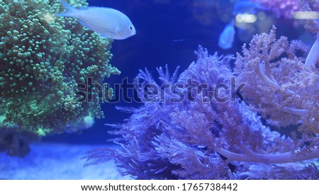 Species of soft corals and fishes, lillac aquarium under violet or ultraviolet uv light. Purple fluorescent tropical aquatic paradise exotic background, coral in pink vibrant fantasy decorative tank