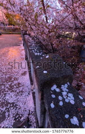 Cherry blossoms and a concrete bridge whose petals have started to fall off