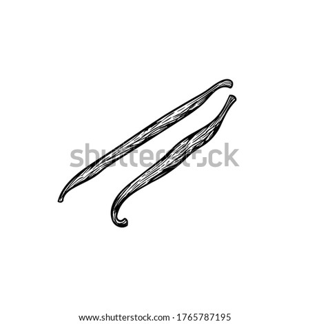 Vanilla sticks or pods. Sketch style hand drawn design. Aroma spices drawing. Vector illustration isolated on white background.