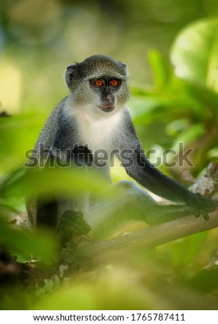 Close up Zanzibar Sykes' monkey, Cercopithecus albogularis in typical environment of  Zanzibar's Jozani forest. Portrait, orange eyes. Authentic travel photo, nature of Zanzibar island, Tanzania.