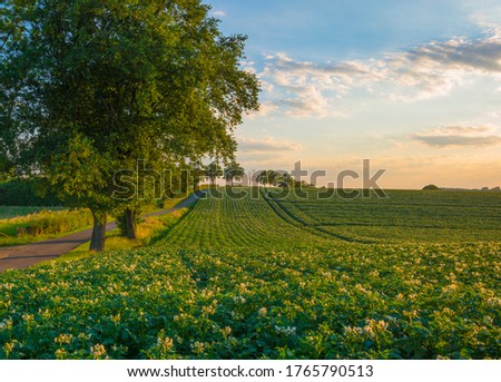 Green field with blooming potato plants on the slope of a hill below a blue sky with clouds in the light of sunset in summer