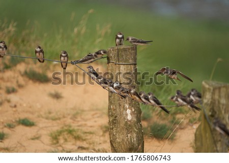 Sand martin group Riparia riparia or European collared migratory passerine bird 