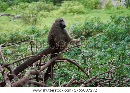 Olive baboon baby Papio anubis Anubis baboon Cercopithecidae Old world monkey