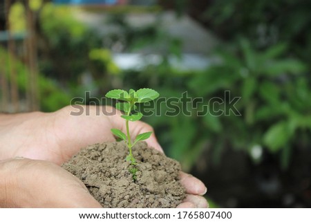 Close up small tree plant in soil on hand - natural background cover photo capture at Dhaka, Bangladesh