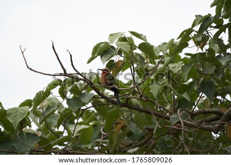White fronted bee eater Merops bullockoides Africa Tree
