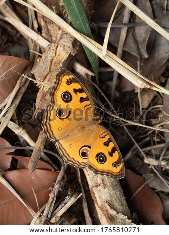 The Peacock Pansy ( Junonia almana )  butterfly on dry leaf with natural brown background, Pattern similar to the eyes on the wing of orange color insect 