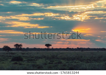 Traditional orange african sunset over plain with acacia tree, nature scene, africa wilderness