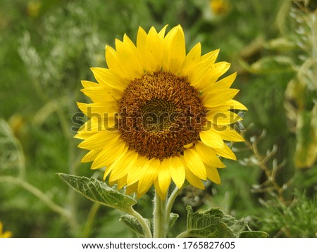 Beautiful meadow flowers close-up. Inflorescence sunflower