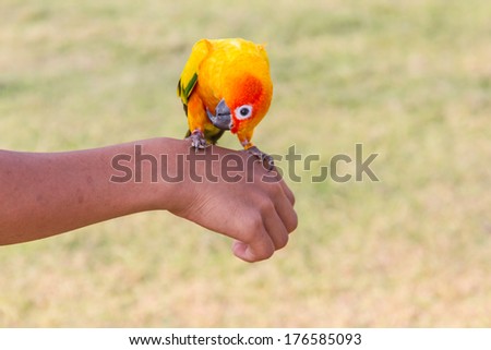 parrot perching on a hand and green lawn