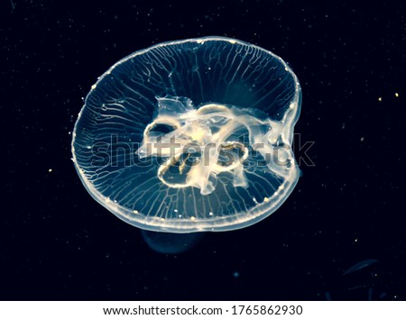 A Jellyfish Swim In The Water. Unusual Underwater Photo.