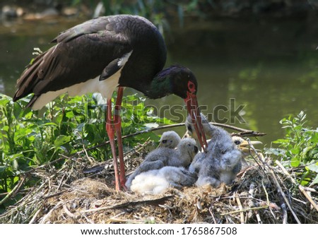 
black wild stork takes care of its young. Royalty-Free Stock Photo #1765867508