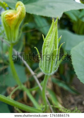 The flower buds of winter melon vegetables which are ivy vine.