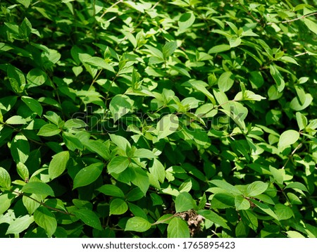 Fresh green leaves in korean forest