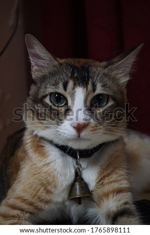 Face focused domestic calico cat