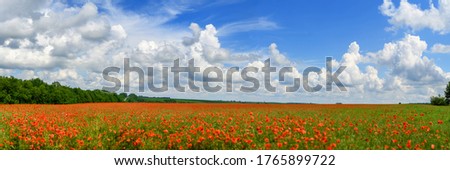 Panorama landscape red poppies and blue sky with white clouds in summer day