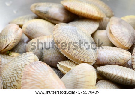 fresh raw Surf clam background