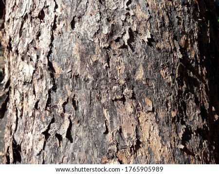 Embossed texture of tree bark. Panoramic photo of trees texture. For background use.