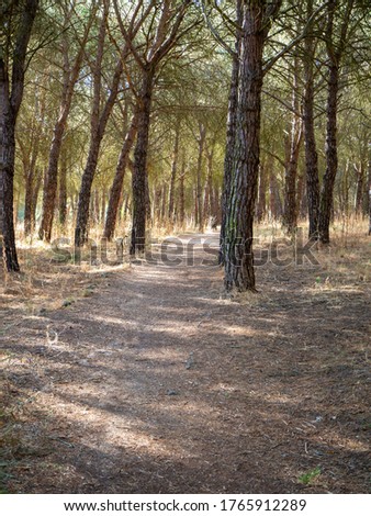 Mysterious running track in a forest with foliage