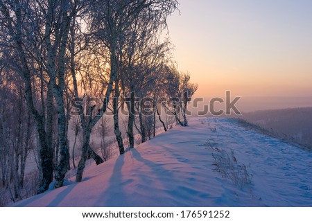 Snow and trees, lit by the rays of the rising sun