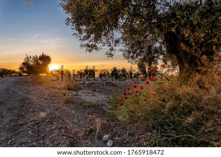 Sunrise and poppies on the olive grove. Pinto. Madrid. Spain. Europe.