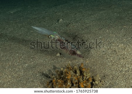 Squid in the Red Sea Colorful and beautiful, Eilat Israel
