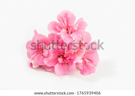 Pink geranium flower isolated on white background Royalty-Free Stock Photo #1765939406