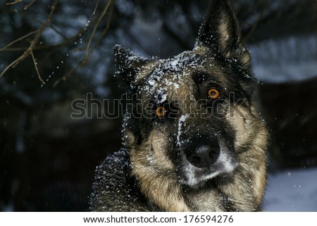 close up of a German Shepherd dog outdoors in bad weather